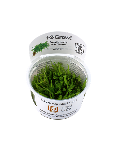 Vesicularia ferriei 'Weeping'