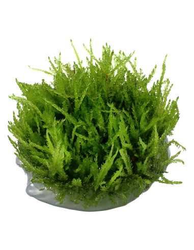 Vesicularia ferriei 'Weeping'