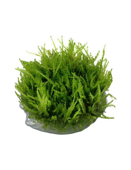 Vesicularia ferriei 'Weeping'