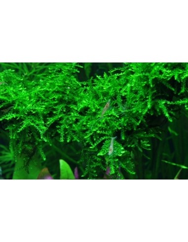 Vesicularia ferriei 'Weeping'