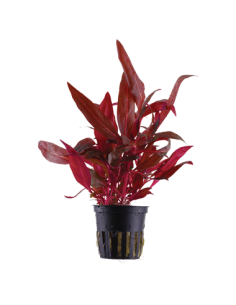 Alternanthera reineckii 'Rosanervig'