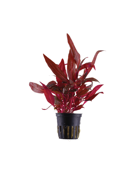 Alternanthera reineckii 'Rosanervig'