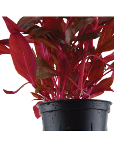 Alternanthera reineckii 'Rosanervig' 2