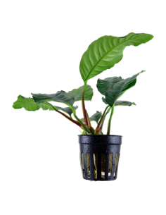 Anubias barteri 'Coffeifolia'