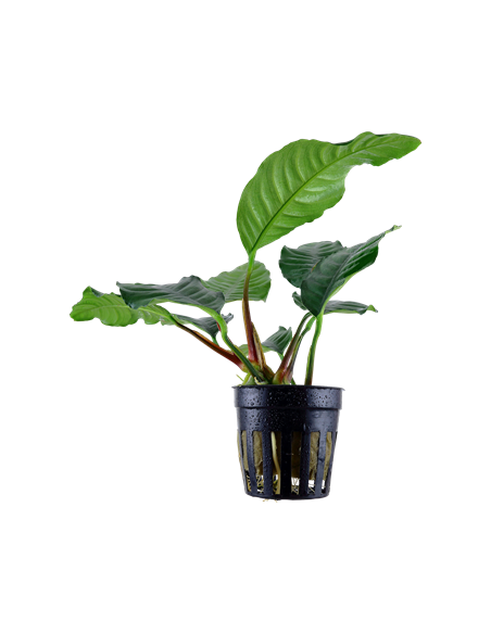 Anubias barteri 'Coffeifolia'