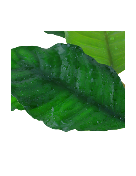 Anubias barteri 'Coffeifolia'