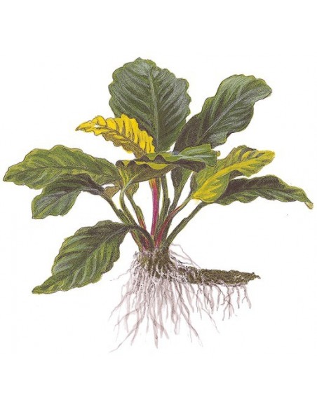 Anubias barteri 'Coffeifolia'