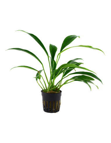 Anubias barteri var, angustifolia