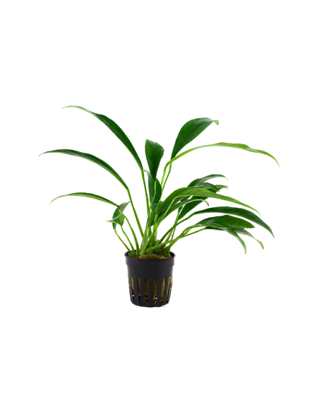 Anubias barteri var, angustifolia