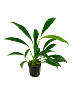 Anubias barteri var, angustifolia 2