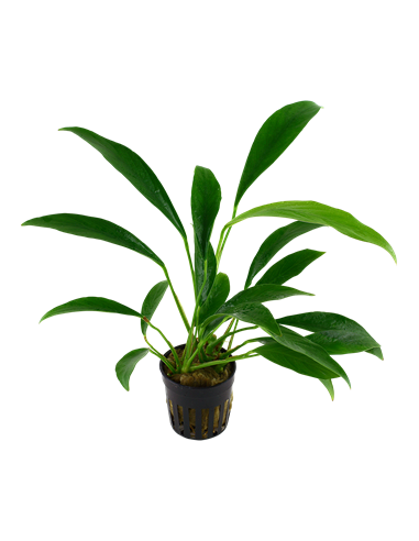 Anubias barteri var, angustifolia