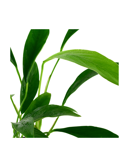 Anubias barteri var, angustifolia