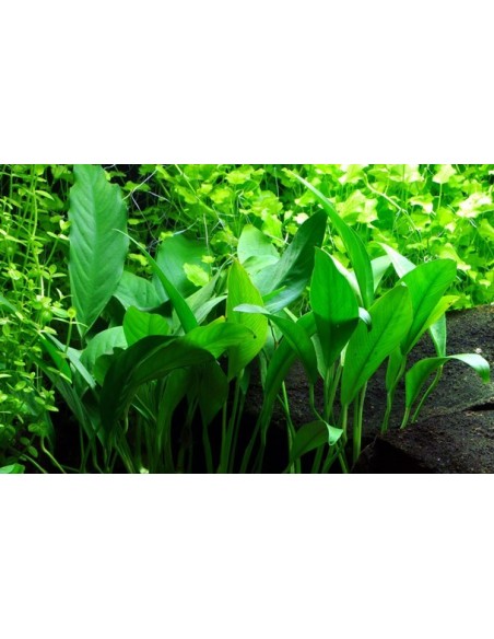 Anubias barteri var, angustifolia