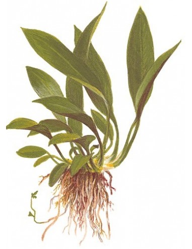 Anubias barteri var, angustifolia