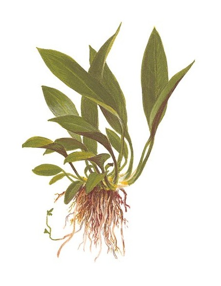 Anubias barteri var, angustifolia