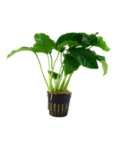 Anubias barteri var, barteri