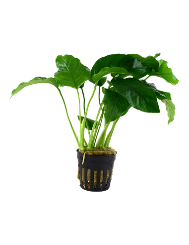 Anubias barteri var, barteri