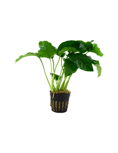 Anubias barteri var, barteri