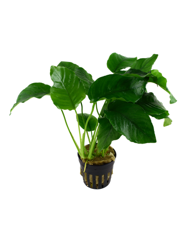 Anubias barteri var, barteri