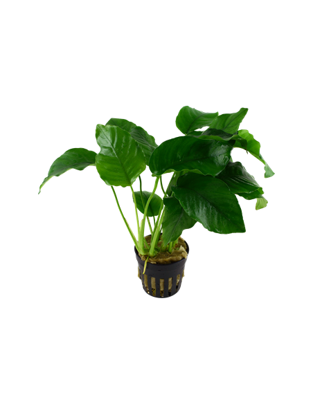 Anubias barteri var, barteri