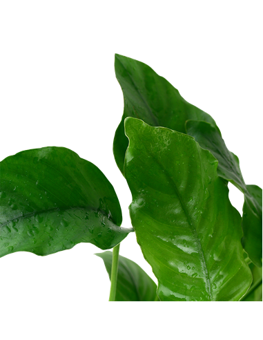 Anubias barteri var, barteri