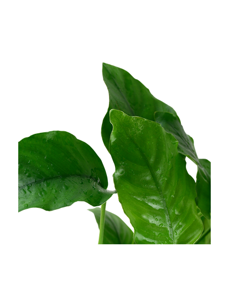 Anubias barteri var, barteri