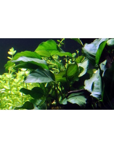 Anubias barteri var, barteri