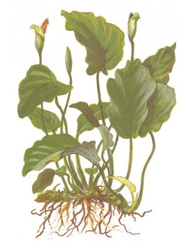 Anubias barteri var, barteri