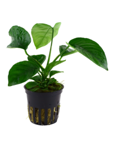 Anubias barteri var, caladiifolia