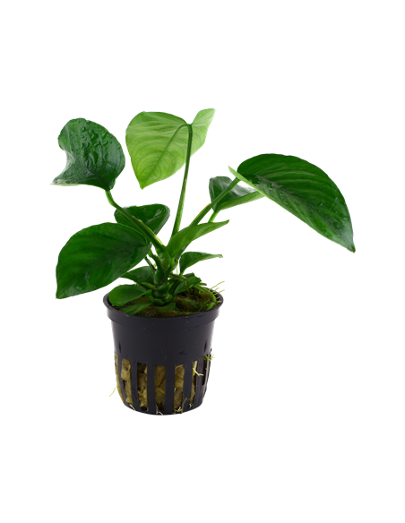 Anubias barteri var, caladiifolia