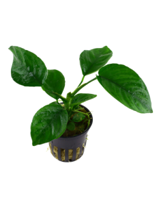 Anubias barteri var, caladiifolia 2