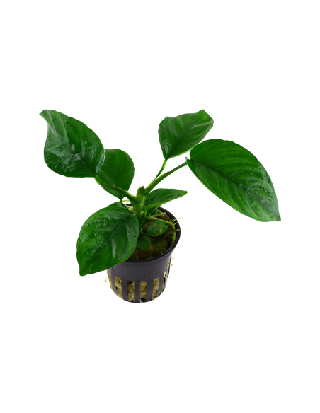 Anubias barteri var, caladiifolia