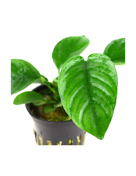 Anubias barteri var, caladiifolia