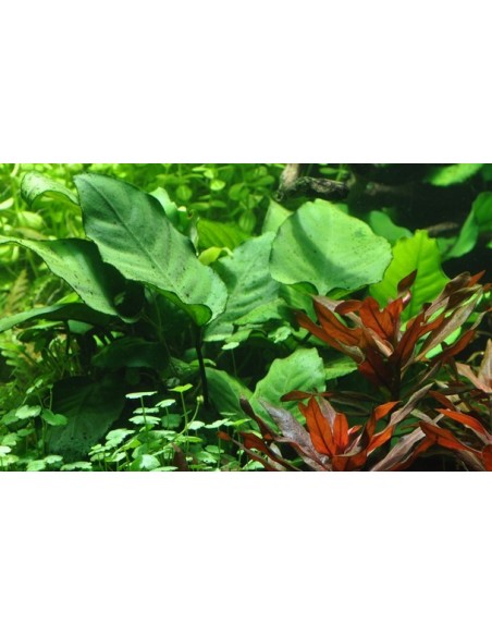 Anubias barteri var, caladiifolia