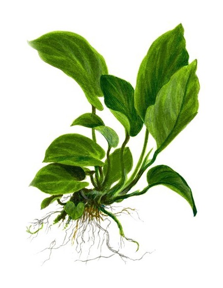 Anubias barteri var, caladiifolia