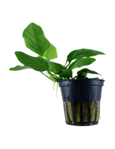 Anubias barteri var, nana