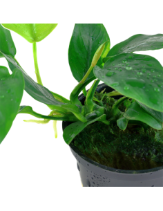 Anubias barteri var, nana 2