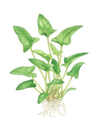 Anubias gracilis