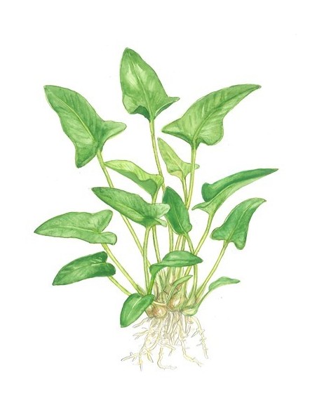 Anubias gracilis