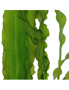 Aponogeton crispus 2