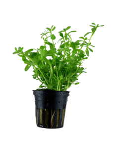 Bacopa monnieri 'Compact'