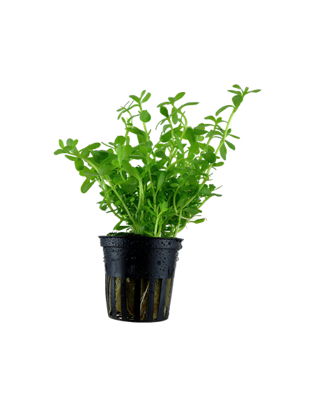 Bacopa monnieri 'Compact'