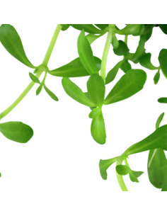 Bacopa monnieri 'Compact' 2