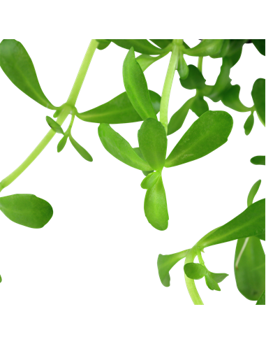 Bacopa monnieri 'Compact'