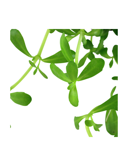 Bacopa monnieri 'Compact'