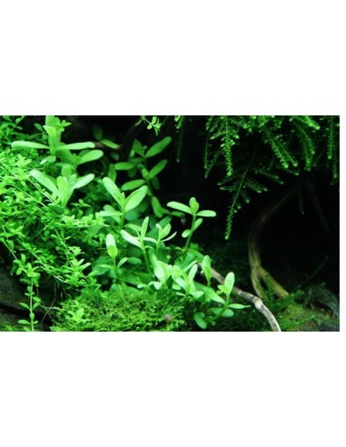 Bacopa monnieri 'Compact'