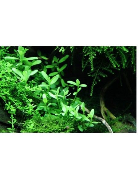 Bacopa monnieri 'Compact'