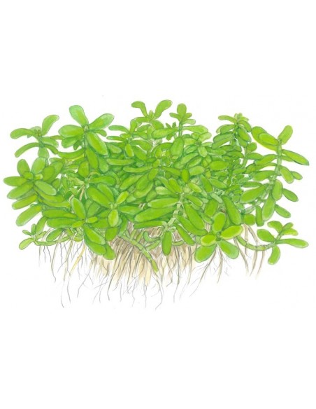 Bacopa monnieri 'Compact'