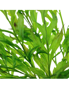 Bolbitis heudelotii 2