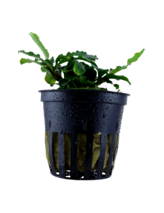 Bucephalandra pygmaea 'Wavy Green'